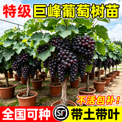【热销第一10万+】特大巨峰葡萄