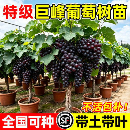 【热销第一10万+】特大巨峰葡萄