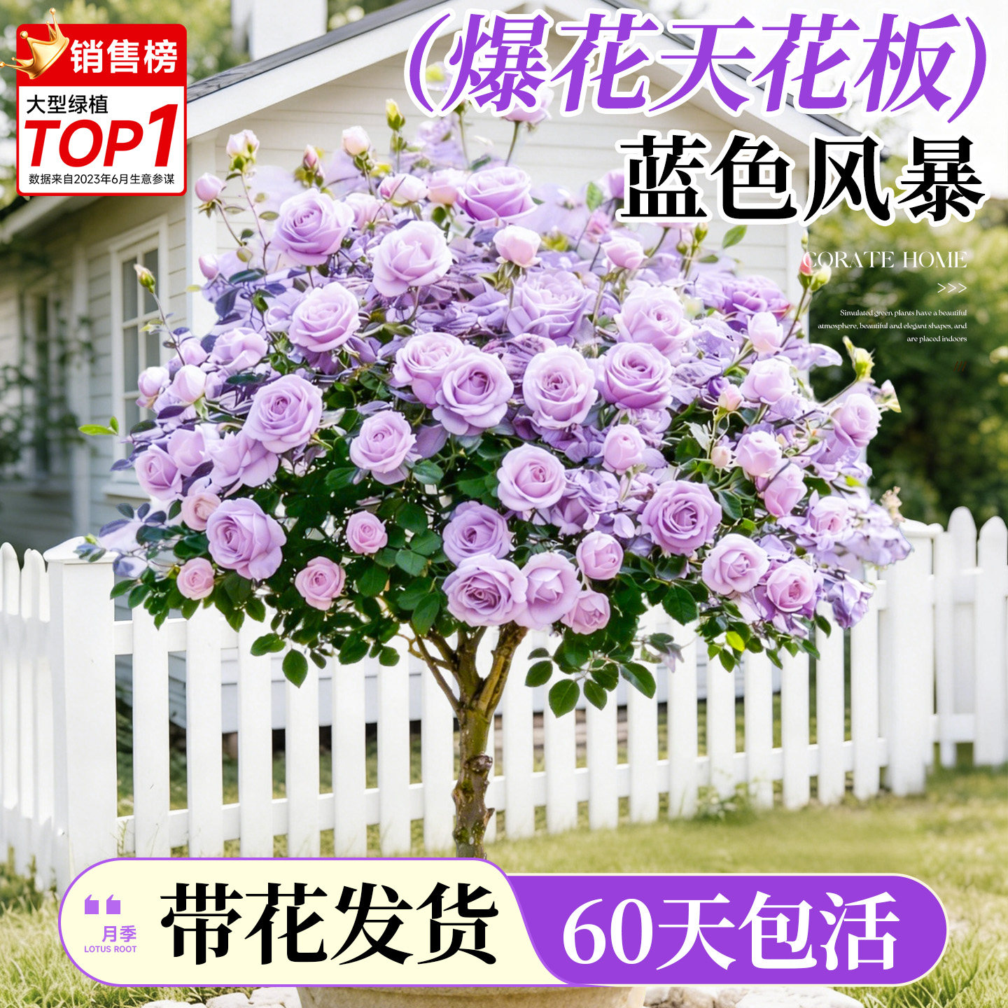 蓝色风暴棒棒糖树桩月季花苗树状特大花朵四季花卉植物庭院花树苗