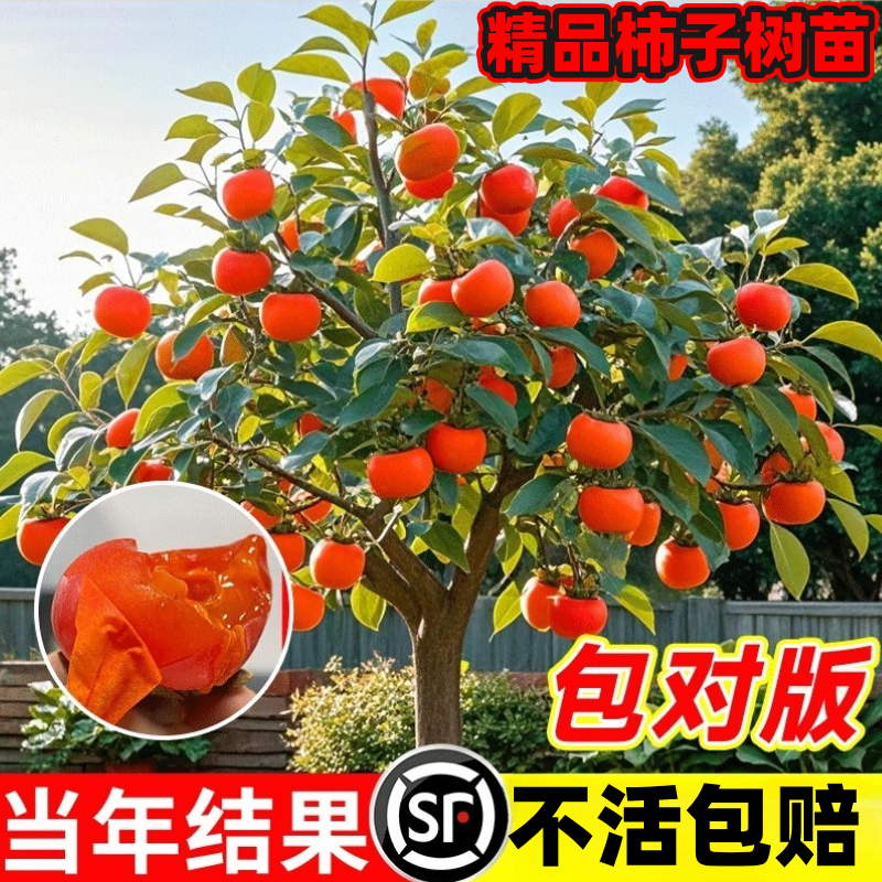 特大柿子树苗无核脆甜阳丰太秋甜柿嫁接老桩庭院果树南北方种植苗