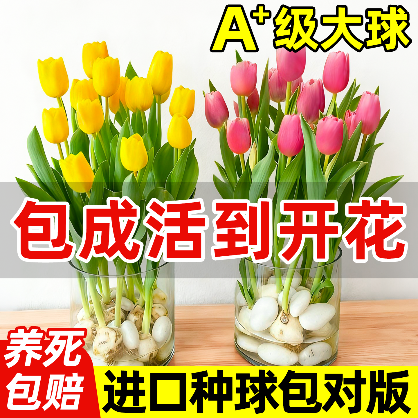 郁金香种球水培花卉室内植物进口四季花种子籽水养土养好活盆栽