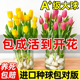 郁金香种球水培花卉室内植物进口四季 花种子籽水养土养好活盆栽