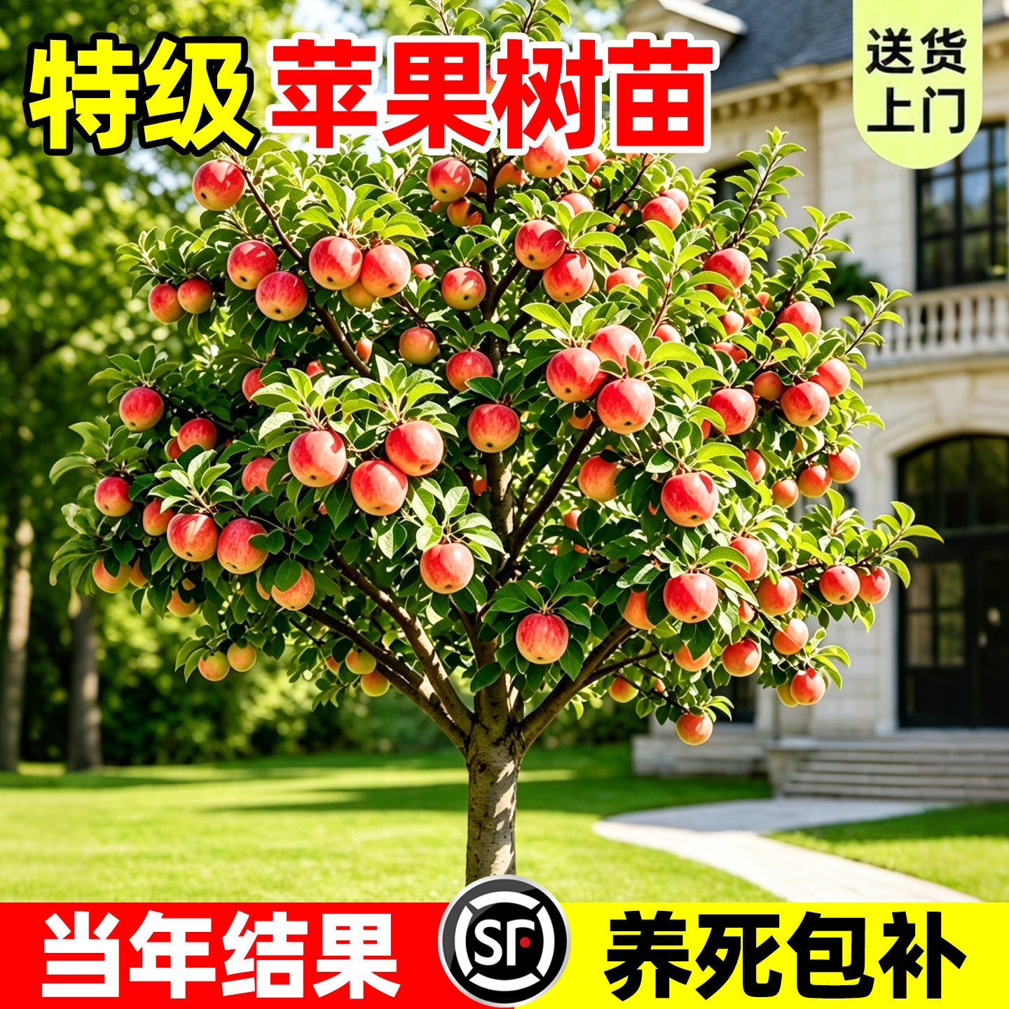 【热销榜top产品】苹果树苗图片