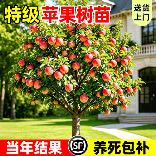 【热销榜top产品】苹果树苗
