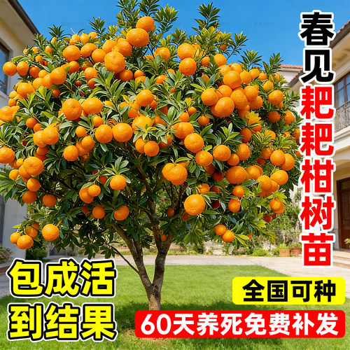 【热销榜top产品】耙耙柑树苗