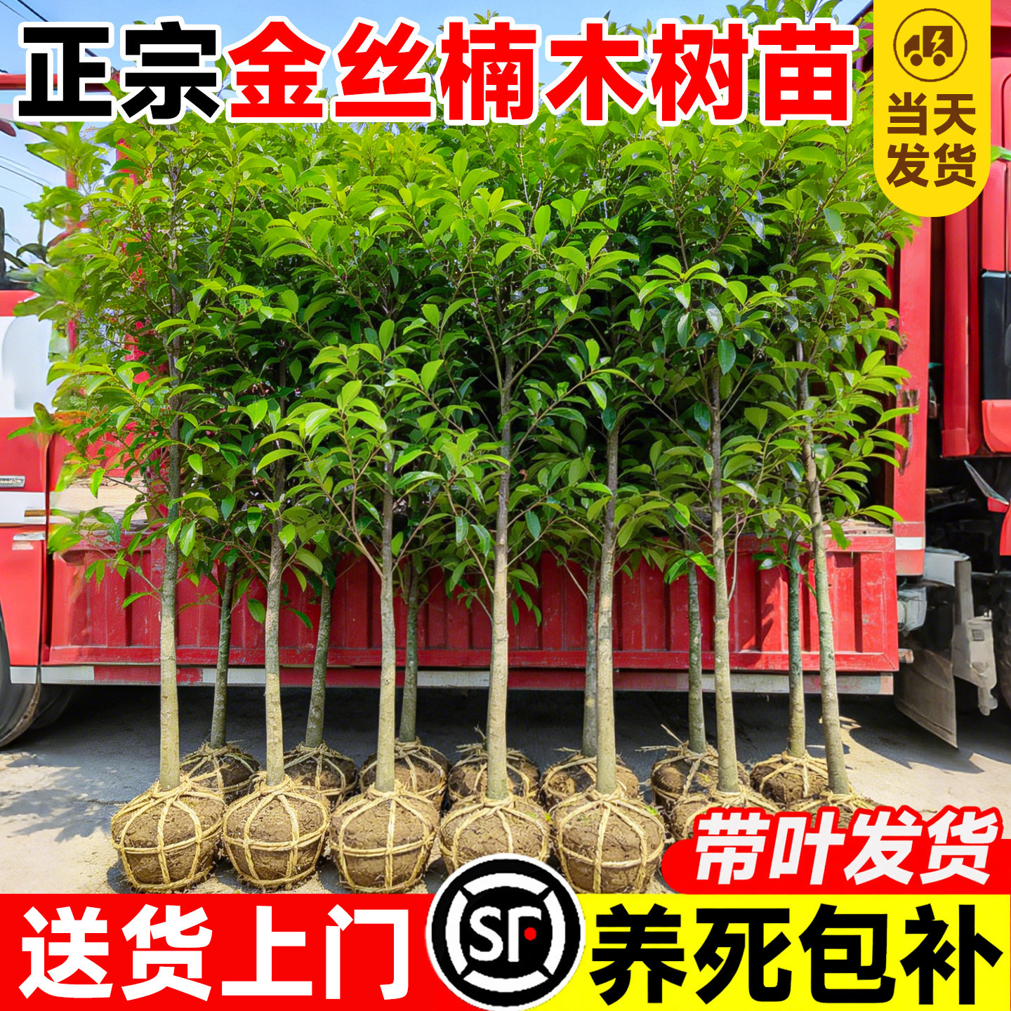 正宗特大金丝楠木树苗苗木金丝楠木苗沉香树苗海南黄花梨树苗小叶