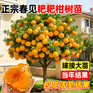 正宗四川耙耙柑树苗特大春见粑粑柑丑橘桔子树南北方种植嫁接果苗