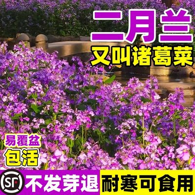 二月兰花诸葛菜种子孑易活耐四季