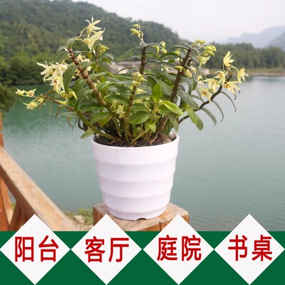 铁皮石斛苗木桩种活已生根老桩