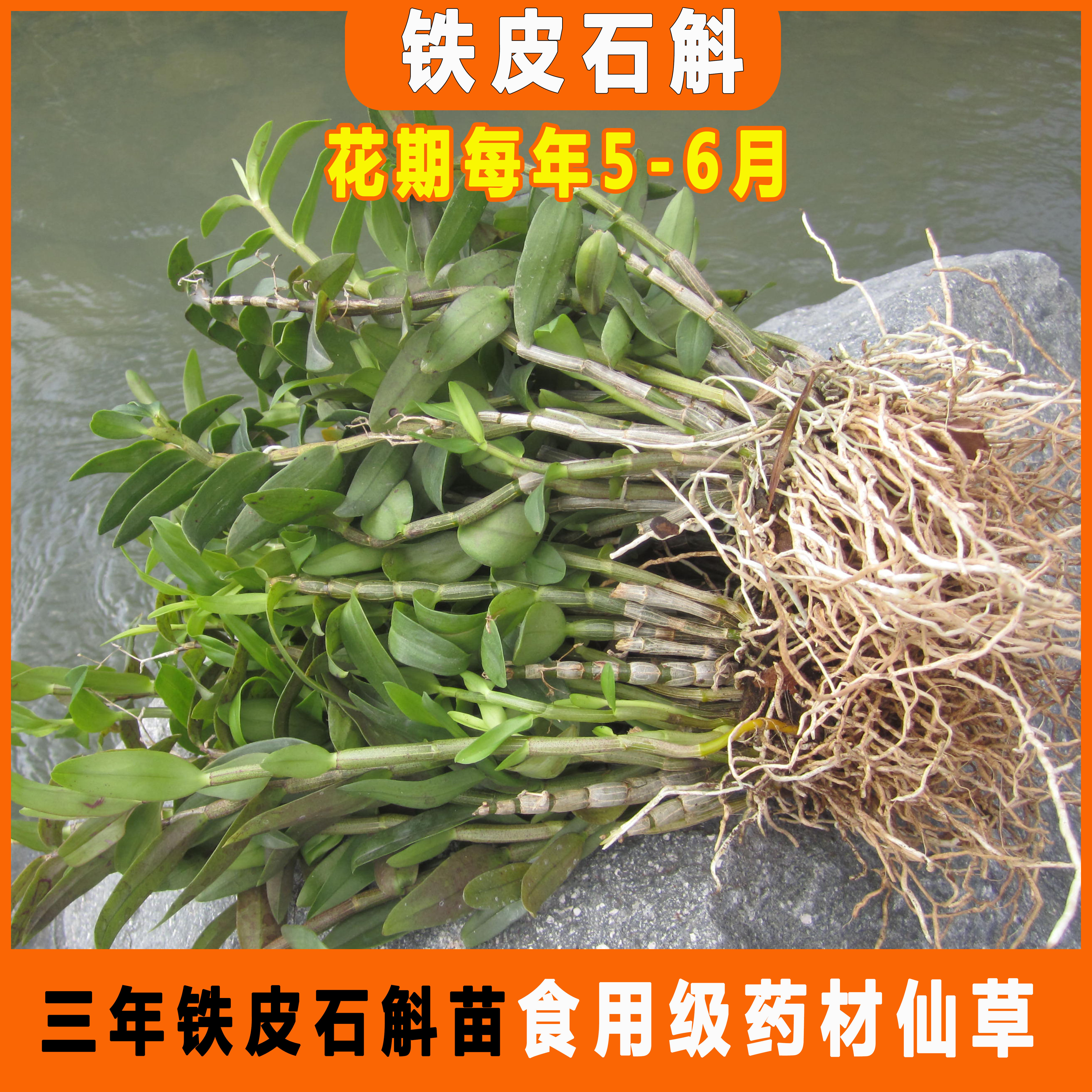 三年铁皮石斛大苗枫斗种植苗木桩盆栽挂板石斛兰苗食用观赏药材
