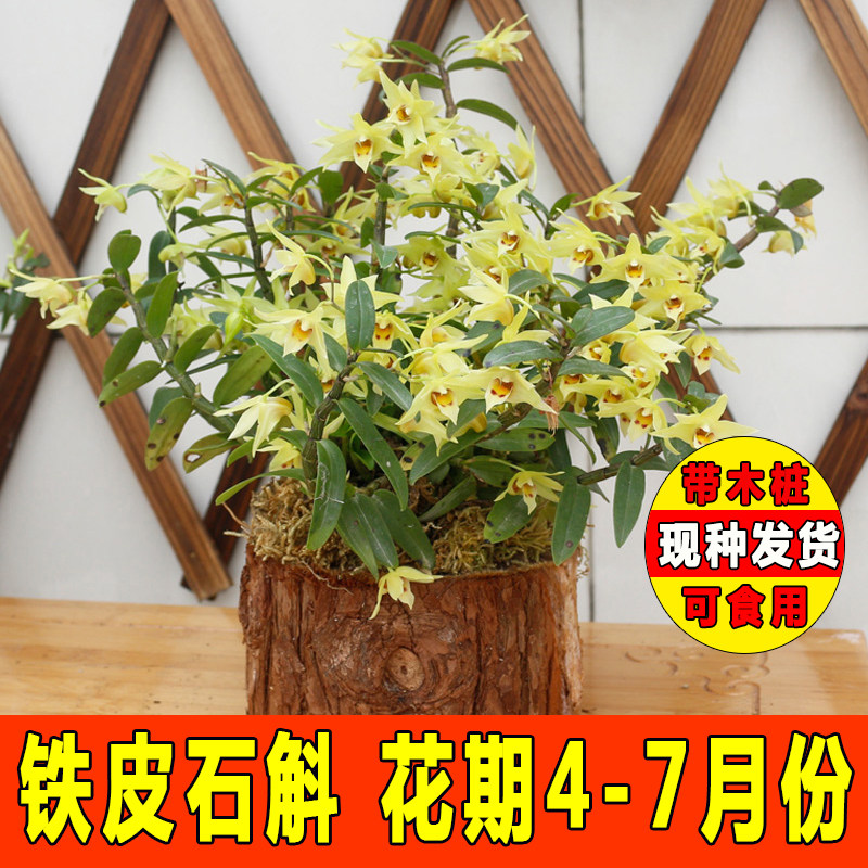 可以食用铁皮石斛苗中药材种植苗