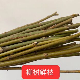 武当山新鲜现采中药材柳树枝条杨柳树枝垂柳树枝柳树根叶子皮切段