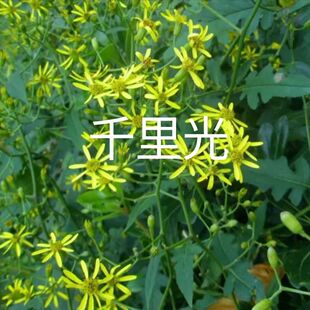武当山新鲜现采中药材千里光九里明九里光九岭光黄花母光明草晒干