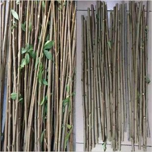 武当山新鲜现采桃树枝老桃木原木桃花枝桃树枝条桃木棍嫩枝条切段