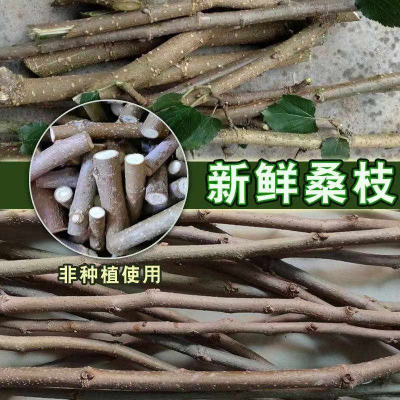 武当山新鲜现采桑树条桑树枝桑树棒桑木棒桑木枝桑木条桑木棍切段