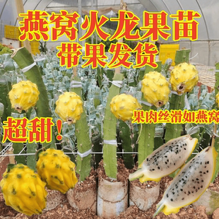 正宗黄皮燕窝火龙果嫁接苗盆栽地栽挺院阳台种植当年结果火龙果苗
