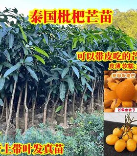 泰国枇杷芒嫁接芒果树苗当年结果