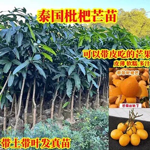 泰国枇杷芒正宗嫁接果树苗带土叶盆栽地栽庭院种植当年结果树苗