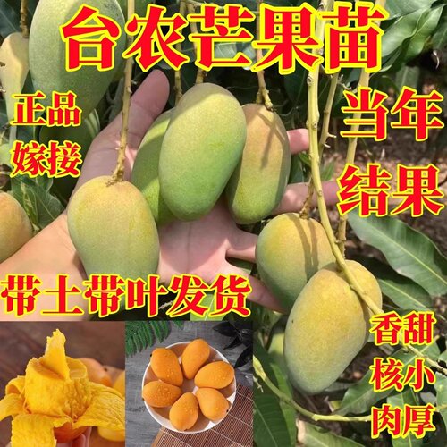 正品台农芒果嫁接果树苗带土带叶