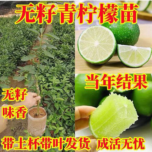 无籽青柠常绿清香果树苗当年结果