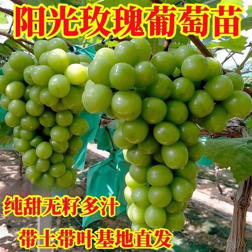 阳光玫瑰爬藤植物纯甜无核葡萄苗