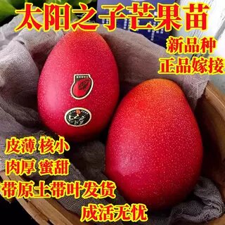 新品种太阳之子芒果树苗带土带叶