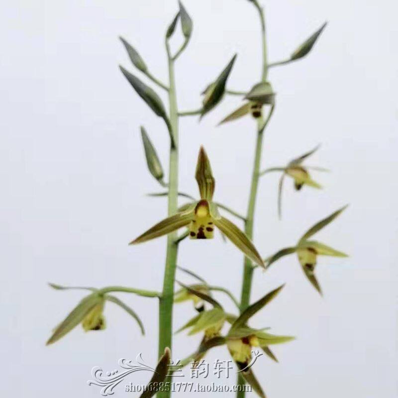 带花芽客厅庭院兰花墨兰报岁兰 银拖 银托 线艺漂亮 高端大气上档