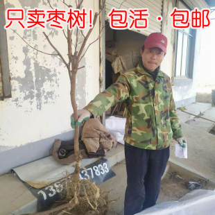 大枣树超甜脆二代冬枣苗树盆栽地栽嫁接果树南方北方种植当年结果