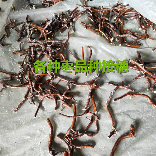 枣接穗沾化冬枣新品种嫁接砧木