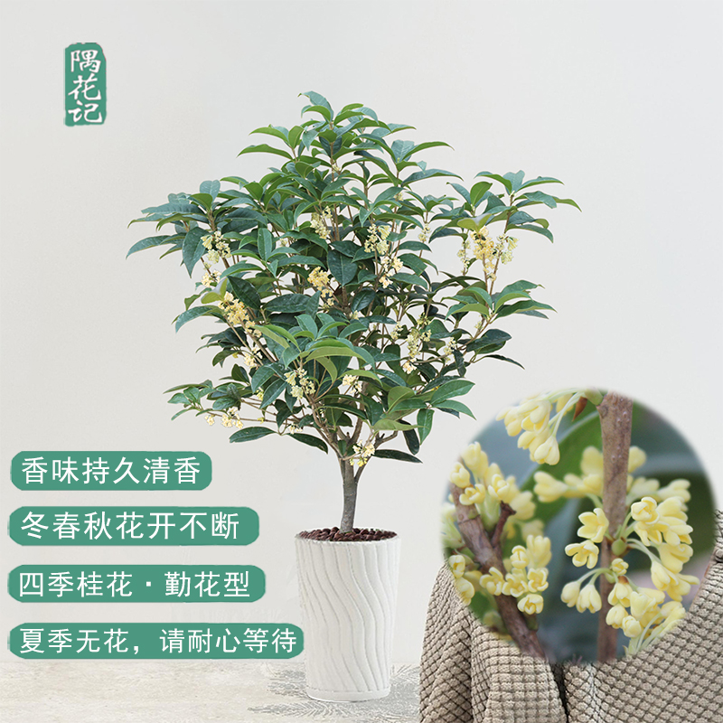 四季不断浓香型庭院植物花卉