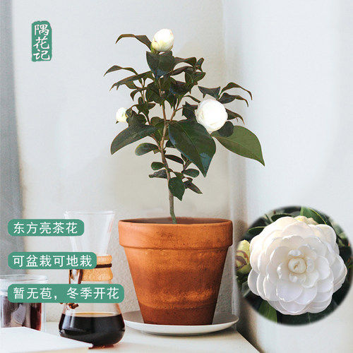 名贵白山茶花现无花苞东方亮庭院花卉盆栽绿植物树苗室内客厅好养 - 封面