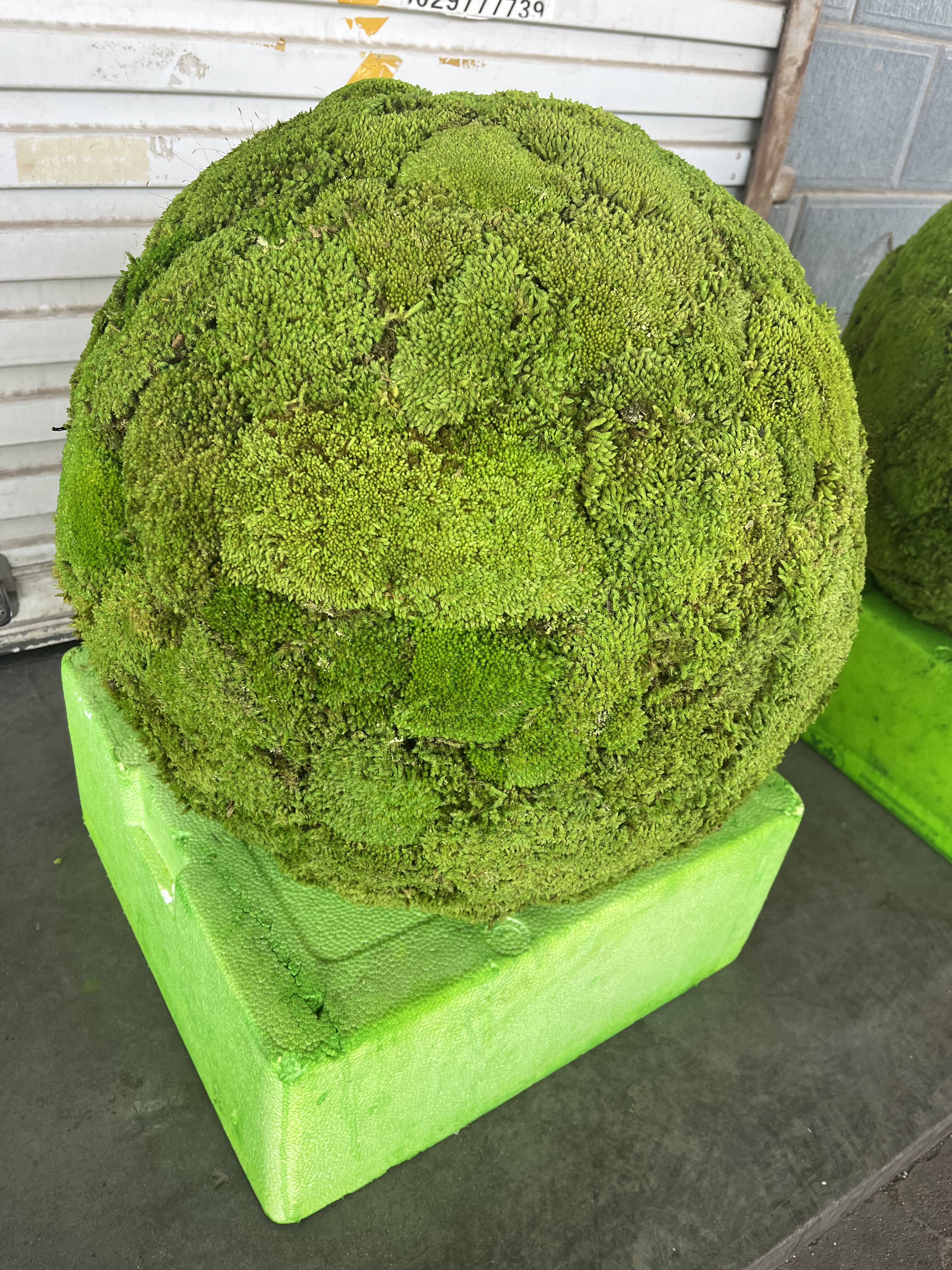 永生苔藓球永生白发藓球青苔球真绿植球室内外造景,鲜花速递/花卉仿真/绿植园艺,永生苔藓,淘宝优惠券,粉丝福利购,淘宝优惠卷