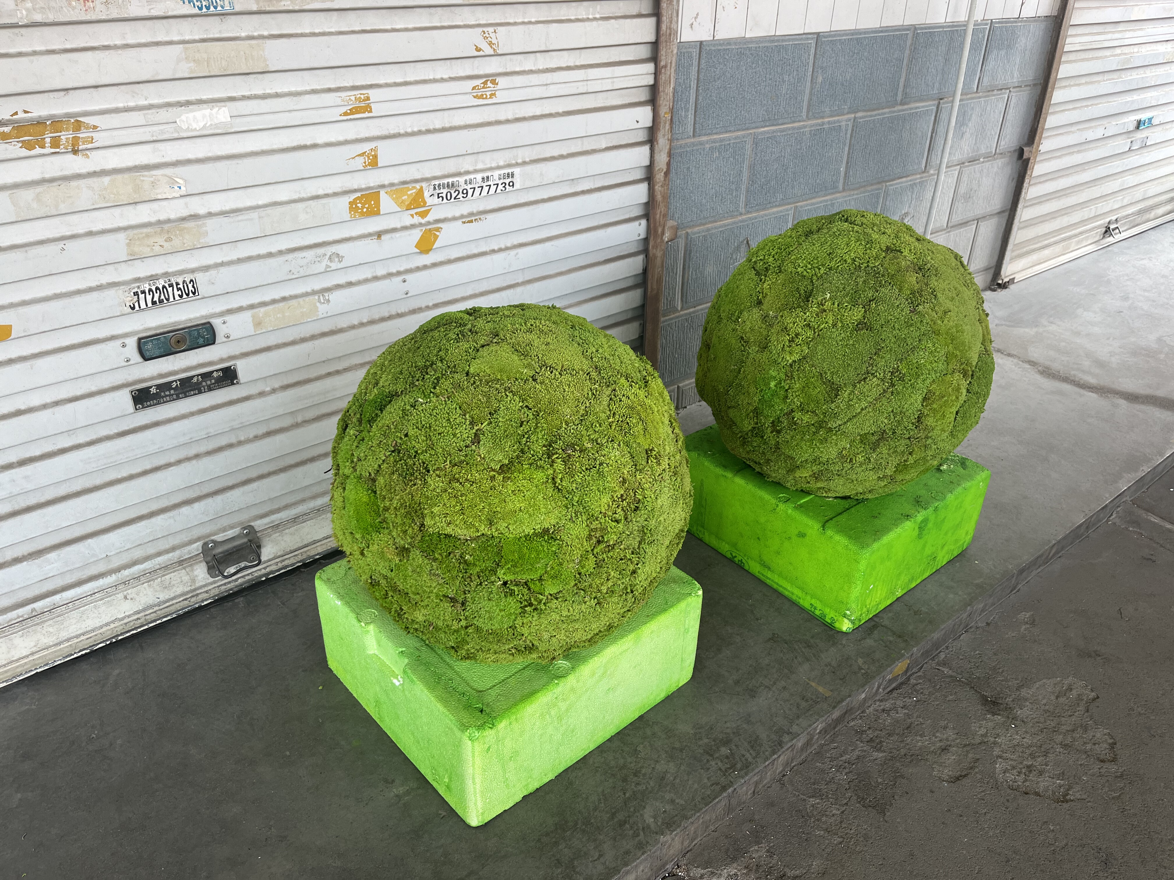 永生藓造景球白发藓苔藓微景观景观苔藓微绿植苔藓景植物景观造微,鲜花速递/花卉仿真/绿植园艺,苔藓微景观,淘宝优惠券,粉丝福利购,淘宝优惠卷