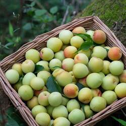 遇梅缘 诏安红星乡新鲜青梅 白梅 小白梅 梅子 酸梅