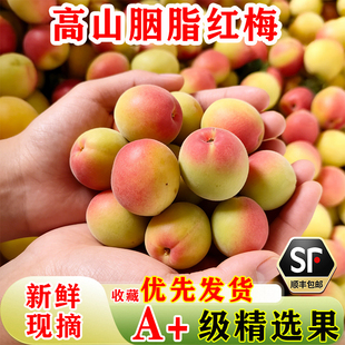 胭脂梅云南高山青梅老树新鲜现摘鲜果泡酒专用大果肉多青梅酒