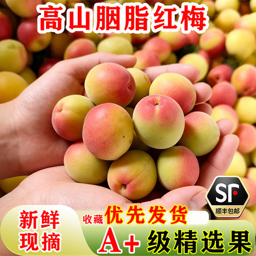 遇梅缘胭脂红梅诏安新鲜现摘泡酒