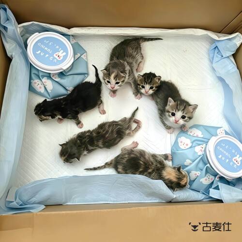 流浪猫户外夏季降温窝幼猫冰窝防中暑冰袋宠物降温散热板重复使用