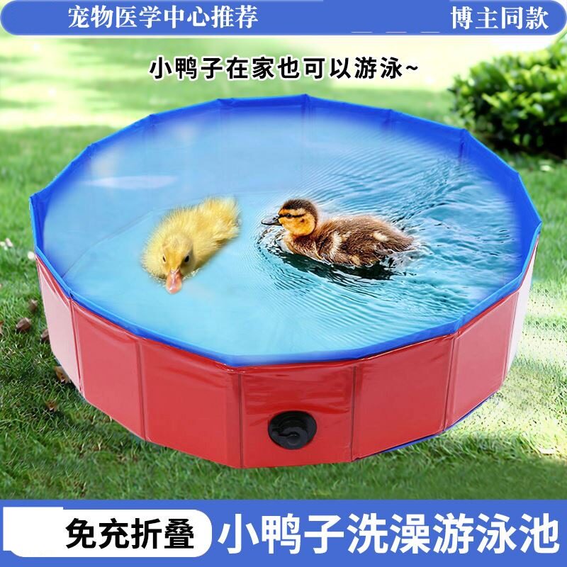 宠物小鸭子游泳池家用洗澡池水盆浴盆训练柯尔鸭玩耍池子充气折叠