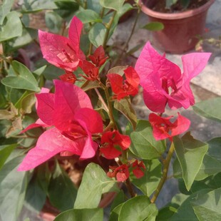 勤花三角梅【同安红】鲜花爬藤植物阳台四季开花盆栽绿植包邮