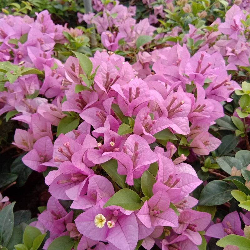 勤花品种三角梅四季开花