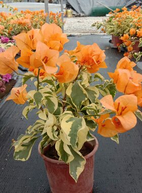 绿植三角梅扦插冬季爬藤植物包邮