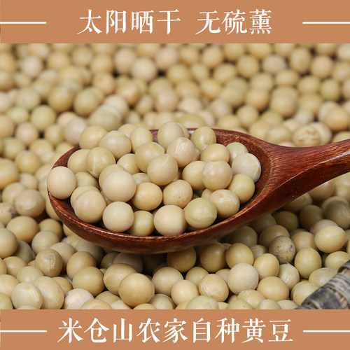 黄豆500g农家自种豆浆种子大豆
