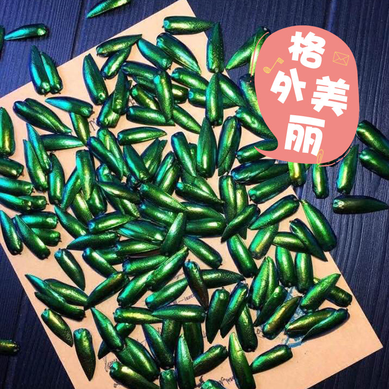 泰国代购吉丁虫翅膀diy进口天然配件