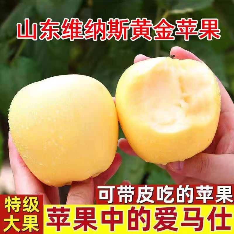糖尿人吃的水果新鲜采摘奶油黄元帅黄金苹果小孩孕妇糖友零食解馋