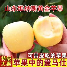 糖尿人吃的水果新鲜采摘奶油黄元帅黄金苹果小孩孕妇糖友零食解馋
