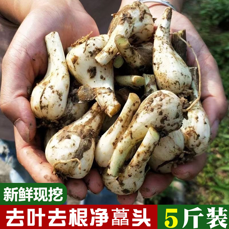 新鲜藠头去叶去根四川茭头农家应季蔬菜荞头种腌制茭头5斤包邮 水产肉类/新鲜蔬果/熟食 其它 原图主图