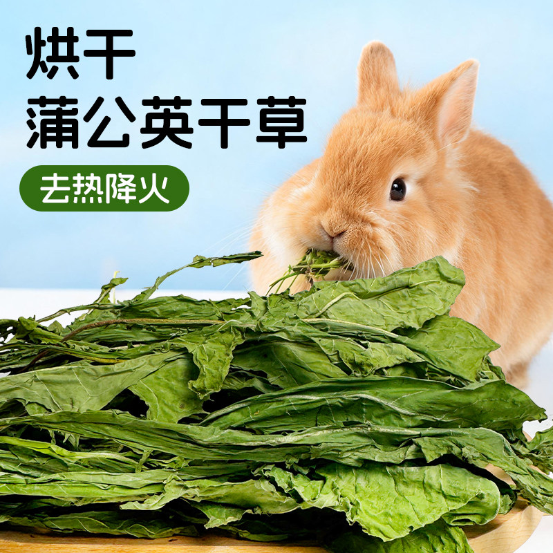 蒲公英干草兔子降火去火龙猫豚鼠图片