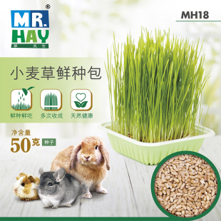 兔子鲜草新鲜 DIY小麦草50g 草先生小麦草鲜种包 Hay 包邮 MR.