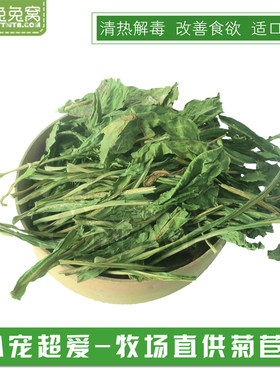 欧洲菊苣牧草提高食欲改善消化