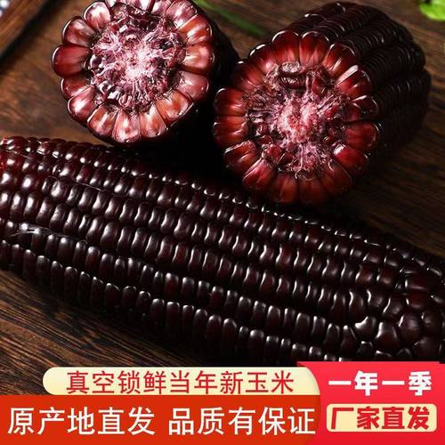 东北甜糯玉米真空装黑玉米